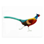 Ring Necked Pheasant Postcard