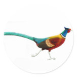 Ring Necked Pheasant Sticker