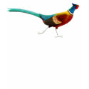Ring Necked Pheasant V-Neck t-shirts by twopurringcats Ring Necked Pheasant V-Neck t-shirts