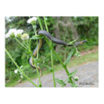 Ring-necked Snake