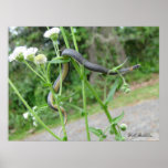 Ring-necked Snake posters