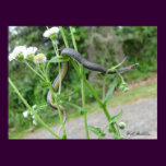 Ring-necked Snake posters