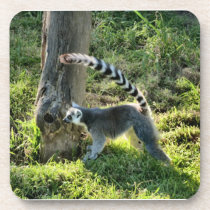 Ring Tailed Lemur cork coasters