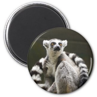 Ring-tailed Lemur Magnet