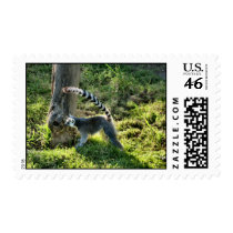 Ring Tailed Lemur stamps