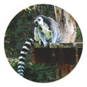 Ring-Tailed Lemur sticker