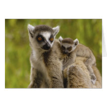 Ring-tailed lemurs (Lemur catta) Mother & baby. Card