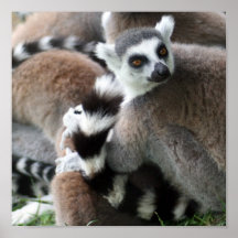Ring Tailed Lemurs Poster