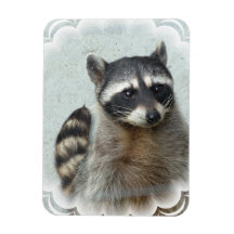 Ringed Raccoon Flexible Magnet