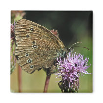 Ringlet Butterfly magnet