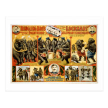 Ringling Bros Pachyderms1899 Postcards