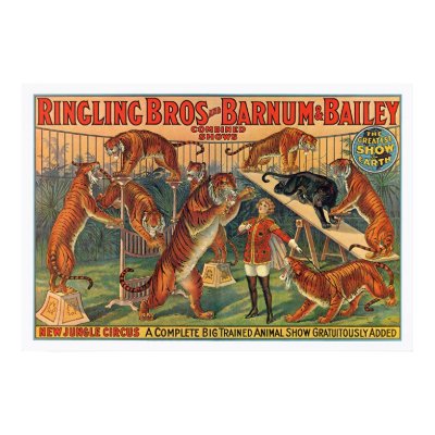 Ringling Brothers Barnum and Bailey Tigers Poster by gwester