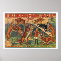 Ringling Brothers Barnum and Bailey Tigers Poster