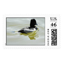 ringneck1 postage