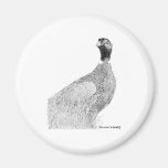 Ringneck Pheasant Fridge Magnet