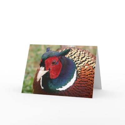 Ringneck Pheasant Notecard by Classic_Cat