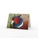 Ringneck Pheasant Notecard