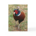 Ringneck Pheasant Notecard 2 by Classic_Cat Ringneck Pheasant Notecard 2