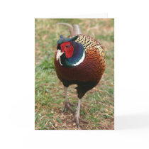 Ringneck Pheasant Notecard 2 by Classic_Cat Ringneck Pheasant Notecard 2