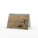 Ringneck Pheasant Notecard 3 by Classic_Cat Ringneck Pheasant Notecard 3