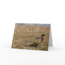 Ringneck Pheasant Notecard 3 by Classic_Cat Ringneck Pheasant Notecard 3