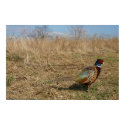 Ringneck Pheasant posters by Classic_Cat Ringneck Pheasant posters