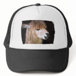 Ringo the Alpaca Hat