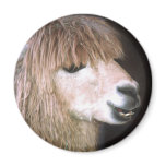 Ringo the Alpaca Magnet