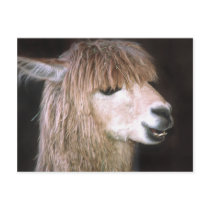 Ringo the Alpaca Postcard by buffaloworks Ringo the Alpaca Postcard