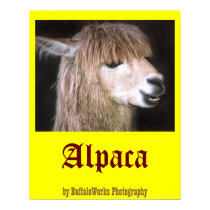 Ringo the Alpaca Poster posters by buffaloworks Ringo the Alpaca Poster posters