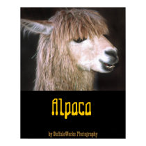 Ringo the Alpaca Poster posters by buffaloworks Ringo the Alpaca Poster posters