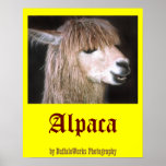Ringo the Alpaca Poster