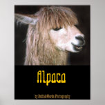 Ringo the Alpaca Poster