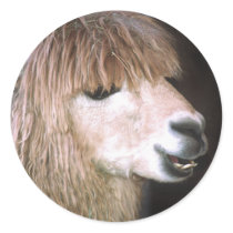 Ringo the Alpaca Stickers by buffaloworks Ringo the Alpaca Stickers