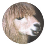 Ringo the Alpaca Stickers