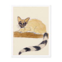 Ringtail postcards