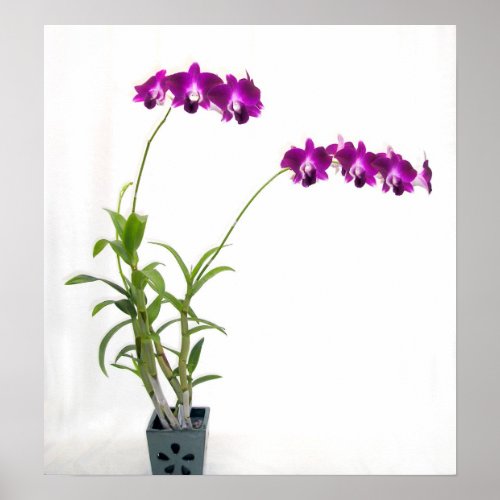 Rinnapa Dendrobium Orchid Plant print