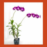 orchid, photo, plant, dendrobium, pic, hawii,
