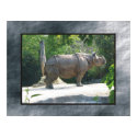 Rino posters