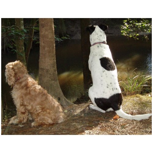 Rio and Chance by River postcard