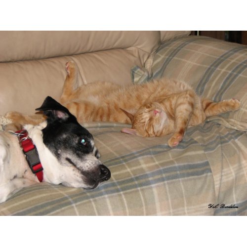 Rio Dog and Dax Cat Nap print