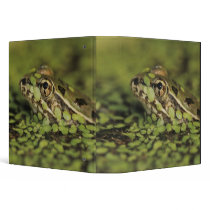 Rio Grande Leopard Frog, Rana berlandieri, Vinyl Binder