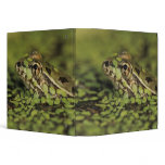 Rio Grande Leopard Frog, Rana berlandieri, binders