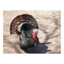 Rio Grande Wild Turkey posters