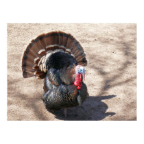 Rio Grande Wild Turkey posters