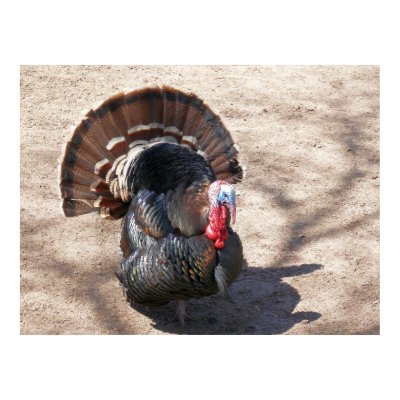 grande turkey pictures