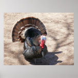Rio Grande Wild Turkey posters