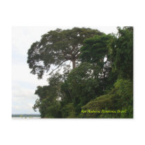Rio Madeira, Rondônia, Brazil Postcards