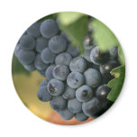 Ripe grapes close up magnet