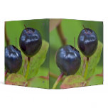 Ripe huckleberries in the Flathead National 2 Binders
